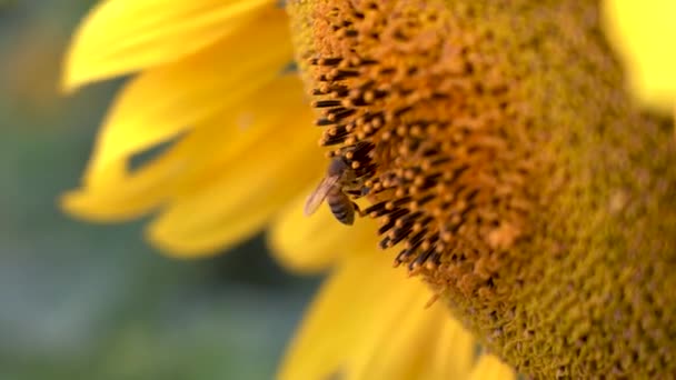 Az egyik méh nektárt gyűjt egy virágzó napraforgóból, közelről — Stock videók