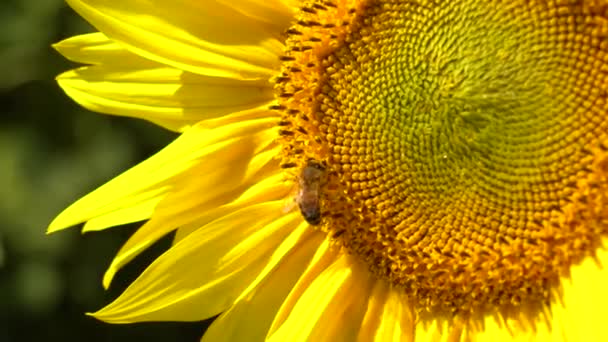 Un'ape raccoglie il nettare da un girasole fiorito, primo piano — Video Stock