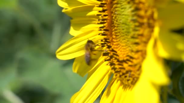 Un'ape raccoglie il nettare da un girasole fiorito, primo piano — Video Stock