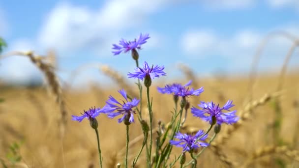 Кущ квітучих кукурудзяних квітів крупним планом, що росте в полі пшениці — стокове відео