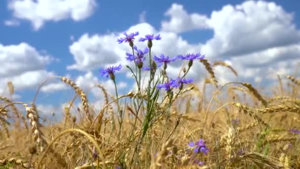 Bush kvetoucích chrpů, zblízka, rostoucí na poli pšenice — Stock video