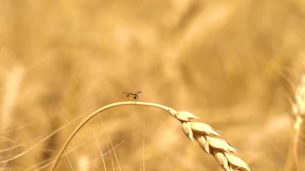 Caldo pomeriggio, e una mosca d'oro sta volando tra le spighe di grano — Video Stock