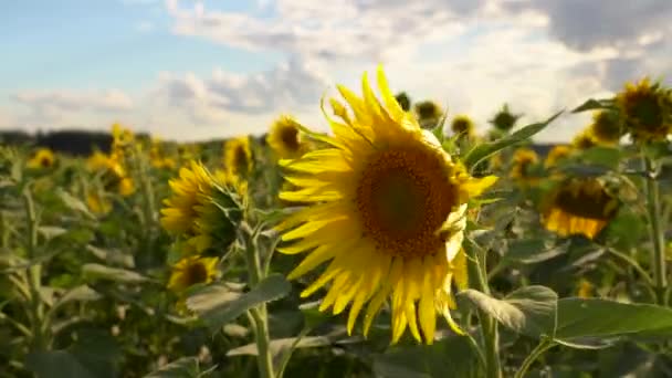 Iluminado por el sol poniente que florece girasol en un campo de girasol — Vídeos de Stock