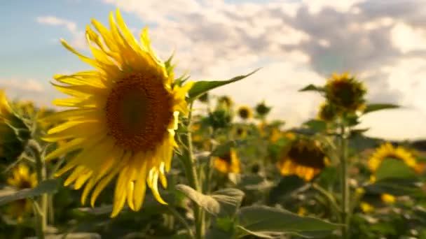 illuminé par le soleil couchant qui fleurit sur un champ de tournesol