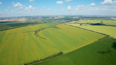 Hava videosu, çiçek açan ayçiçeği tarlaları üzerinde İHA uçuşu