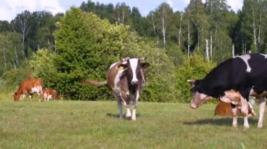 Bakımlı bir sığır ve sığır sürüsü çayırda otluyor.