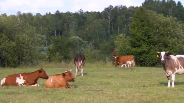 A herd of well-groomed cows and steers graze in a meadow — Stock Video