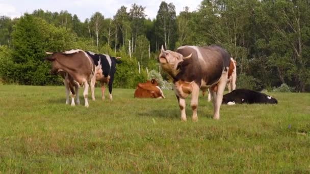 Un troupeau de vaches bien entretenues et de bouvillons paissent dans un pré