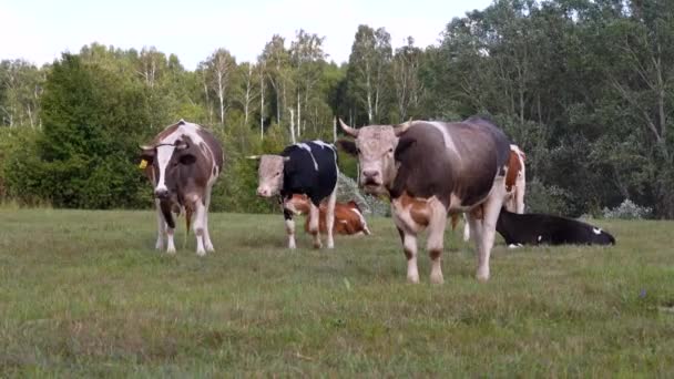 Un troupeau de vaches bien entretenues et de bouvillons paissent dans un pré