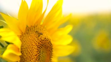 Bir bal arısı çiçek açan ayçiçeğinden nektar toplar, yakın çekim, yavaş çekim