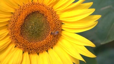 Bir bal arısı çiçek açan ayçiçeğinden nektar toplar, yakın çekim, yavaş çekim
