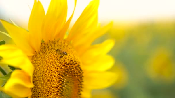 un abeille collecte le nectar d'un tournesol en fleurs, gros plan, au ralenti