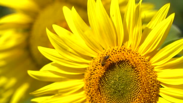 Одна пчела собирает нектар с цветущего подсолнуха, крупным планом, медленным движением — стоковое видео