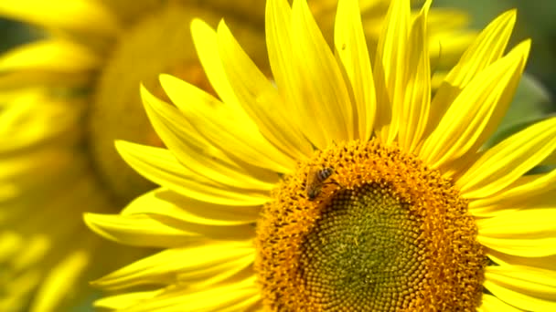 Una abeja recoge el néctar de un girasol floreciente, primer plano, cámara lenta — Vídeos de Stock