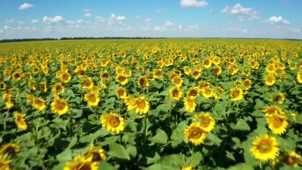 Antenn video, låg flygning av en drönare över ett fält av blommande solros — Stockvideo