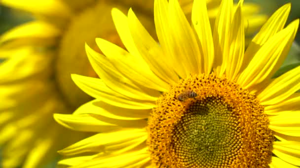 Un'ape raccoglie il nettare da un girasole in fiore, primo piano, al rallentatore — Video Stock