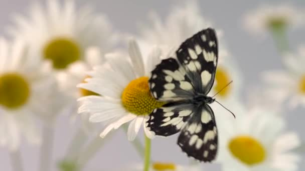 Close-up van een Galatea vlinder met zwart-witte vleugels lopend op een bloeiende Daisy bloem tegen de achtergrond van andere madeliefjes verlicht door de felle zon — Stockvideo