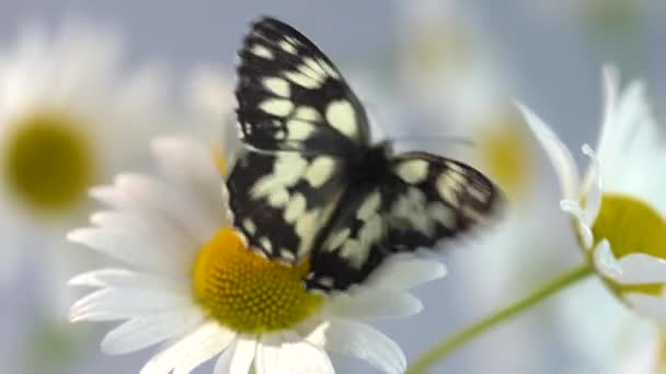 Close-up van een Galatea vlinder met zwart-witte vleugels lopend op een bloeiende Daisy bloem tegen de achtergrond van andere madeliefjes verlicht door de felle zon — Stockvideo