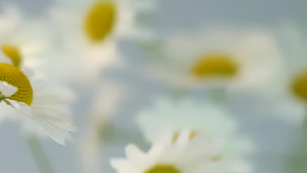 Close-up van een Galatea vlinder met zwart-witte vleugels hangend aan het gebogen bloemblaadje van een bloeiende Daisy aan de onderkant van het hoofd — Stockvideo