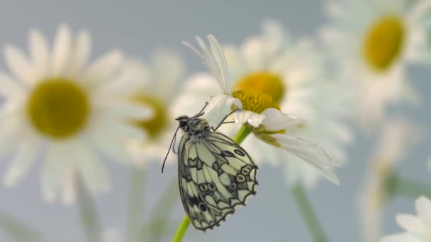 Närbild av en Galatea fjäril med svarta och vita vingar hänger på ett böjt kronblad av en blommande Daisy längst ner i huvudet och gömmer sig från droppar av sommarregn — Stockvideo