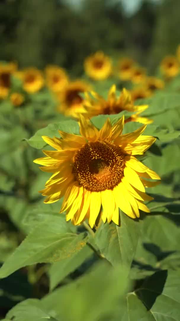 vidéo verticale d'un tournesol en fleurs sur un champ de tournesol