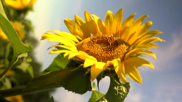 Vertikální video kvetoucího slunečnicového květu na slunečnicovém poli — Stock video