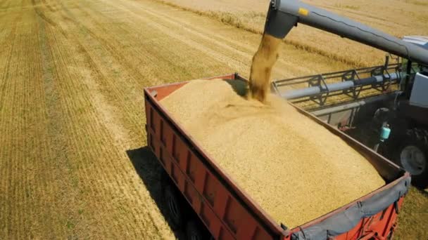 Combineren oogster giet de verzamelde tarwe graan in de auto lichaam — Stockvideo