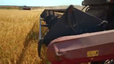 Hasat işçisi yakın plan, arpa tarlasında arpa kulağı kesiyor.