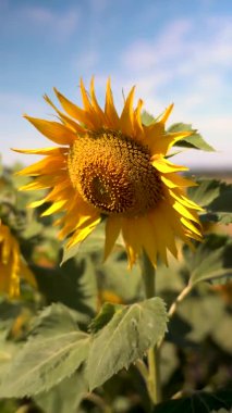 Ayçiçeği tarlasında çiçek açan bir ayçiçeğinin dikey videosu