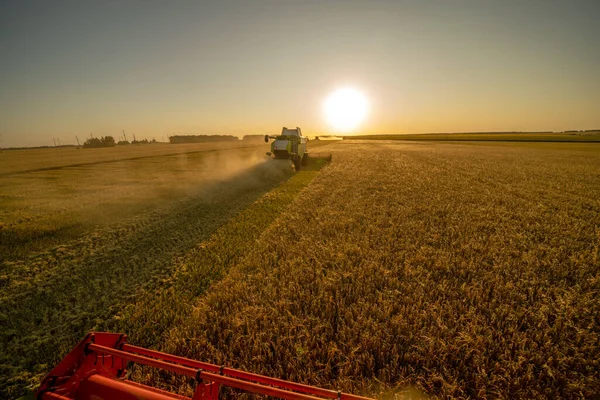Getreideernte Auf Einem Gerstenfeld Bei Sonnenuntergang Erntehelfer Sammeln Getreide Der — Stockfoto