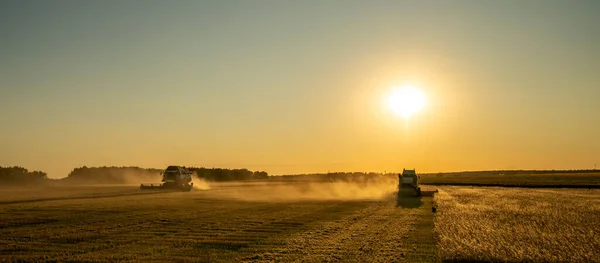 Harvesting Grain Field Barley Sunset Harvesters Collect Grain Golden Hour — Stock Photo, Image