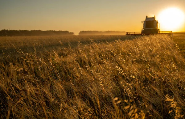 Récolte Grain Dans Champ Orge Coucher Soleil Les Moissonneuses Récoltent — Photo