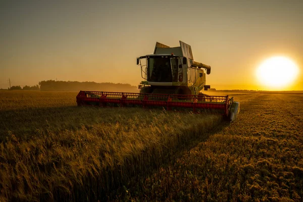 Colheita Grãos Campo Cevada Pôr Sol Colheitadeiras Coletar Grãos Hora — Fotografia de Stock