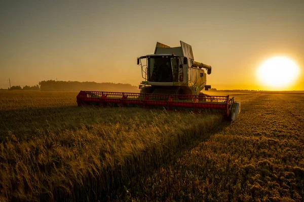Getreideernte Auf Einem Gerstenfeld Bei Sonnenuntergang Erntehelfer Sammeln Getreide Der Stockbild