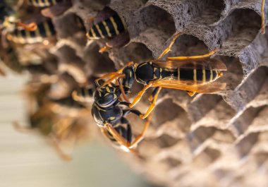 Eşek arısı yuvası. Tehlikeli sakinleriyle, makro fotoğrafçılığıyla.
