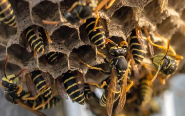 Eşek arısı yuvası. Tehlikeli sakinleriyle, makro fotoğrafçılığıyla.