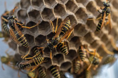 Eşek arısı yuvası. Tehlikeli sakinleriyle, makro fotoğrafçılığıyla.