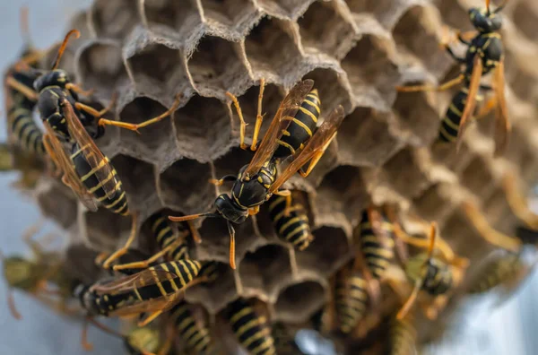 Eşek arısı yuvası. Tehlikeli sakinleriyle, makro fotoğrafçılığıyla.