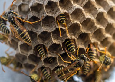 Eşek arısı yuvası. Tehlikeli sakinleriyle, makro fotoğrafçılığıyla.