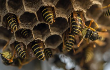 Eşek arısı yuvası. Tehlikeli sakinleriyle, makro fotoğrafçılığıyla.