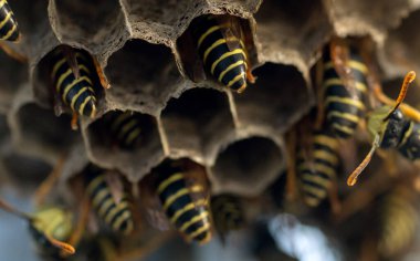 Eşek arısı yuvası. Tehlikeli sakinleriyle, makro fotoğrafçılığıyla.