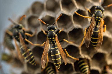 Eşek arısı yuvası. Tehlikeli sakinleriyle, makro fotoğrafçılığıyla.