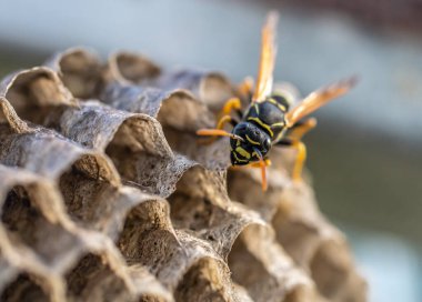 Eşek arısı yuvası. Tehlikeli sakinleriyle, makro fotoğrafçılığıyla.