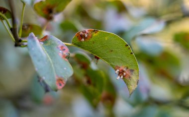 Armut Gymnosporangium Sabinae 'nin sonbahar sonlarındaki mantar hastalığı, yapraklarda ve dallarda hasar