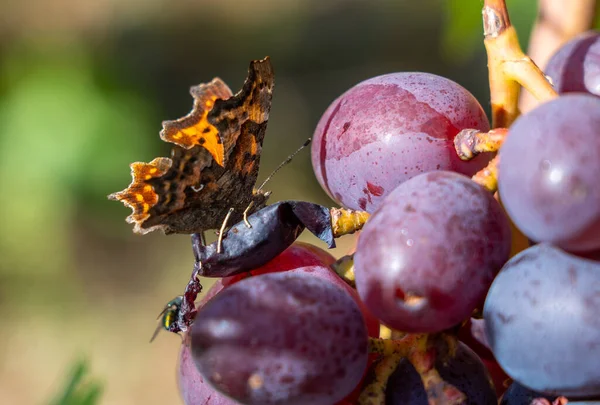 Uma Linda Borboleta Senta Monte Uvas Maduras Come Néctar Doce — Fotografia de Stock