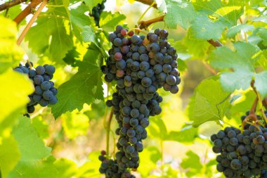 Cabernet Sauvignon üzümleri güneşin aydınlattığı bir sarmaşıkta asılı..