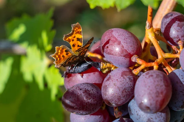 Uma Linda Borboleta Senta Monte Uvas Maduras Come Néctar Doce — Fotografia de Stock