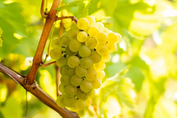 Witte Chardonnay Druiven Opknoping Een Wijnstok Verlicht Door Zon — Stockfoto