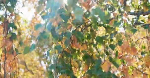 Herbstblätter fallen, bunte Birkenblätter leuchten in der Herbstsonne — Stockvideo