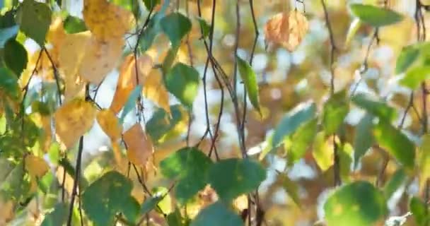 Осенний листопад, цветные березовые листья светятся на осеннем солнце — стоковое видео